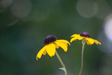 A Black eyed Susan. Wild flower with yellow petals. Yellow plants. Green natural background. Copy space. Rudbeckia hirta.
