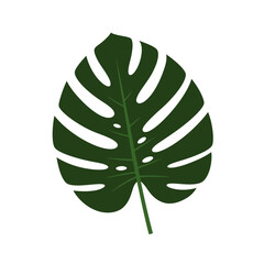 Single Dark Green Monstera Leaf Illustration Detailed Veins and Fenestrations.