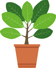 고무 나무, Rubber Tree 식물 화분