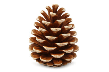 Ponderosa pine cone resting against transparent backdrop, revealing delicate patterns and organic texture of forest botanical specimen