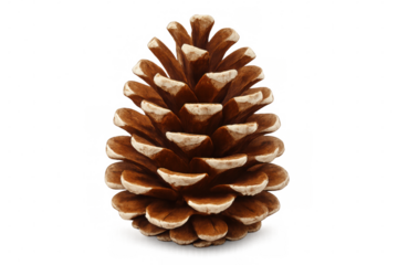 Ponderosa pine cone resting against transparent backdrop, revealing delicate patterns and organic texture of forest botanical specimen