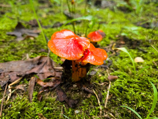 Wild mushroom close up in nature