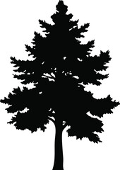 Obraz premium Pine Tree Silhouette with Detailed Branches, Elegant Nature Vector Design