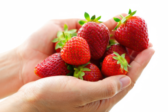 Hand holding strawberries on transparent background – fresh summer fruit