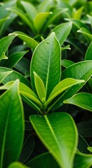 Fototapeta premium Close-up view of vibrant green leaves.