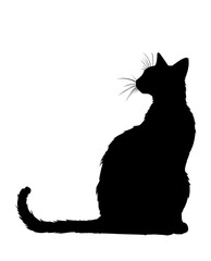 The Curious Cat