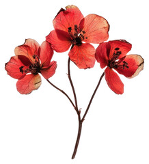 PNG Red flower flowers petals red flowers.