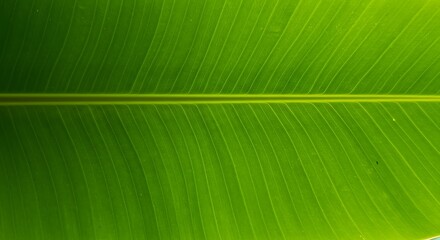 Close-up of a vibrant green banana leaf showing detailed venation patterns