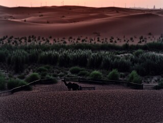 A serene desert landscape at dusk featuring a silhouette of a camel