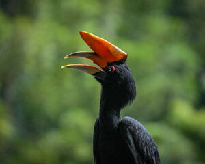 red billed hornbill