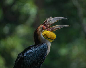 yellow billed hornbill