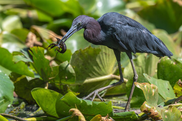Little blue heron walking through lily pads with a crayfish in its beak.