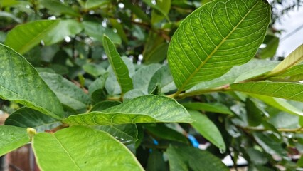 Fototapeta premium green leaves on a tree