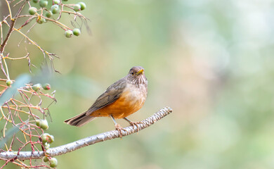 Wonderful Purple-breasted Thrush (Turdus rufiventris), a bird symbol of Brazil, captured in natural light that highlights its vibrant colors. Perfect photo.Sabiá laranjeira.