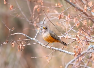 Wonderful Purple-breasted Thrush (Turdus rufiventris), a bird symbol of Brazil, captured in natural light that highlights its vibrant colors. Perfect photo.Sabiá laranjeira.