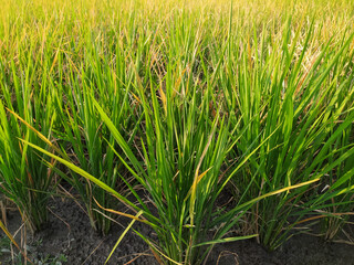 Rice plants that have partially dried up due to lack of water due to the long dry season.