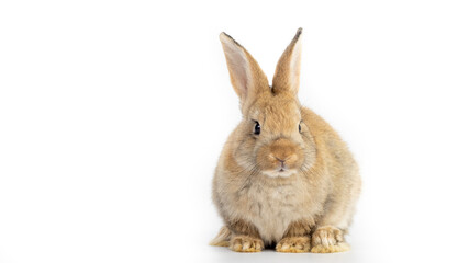 A healthy lovely baby brown bunny easter rabbit stand up on two legs on white background. Cute fluffy rabbit on white background Lovely mammal with beautiful bright eyes in nature life.Animal concept.