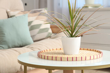 Coffee table with houseplant in living room