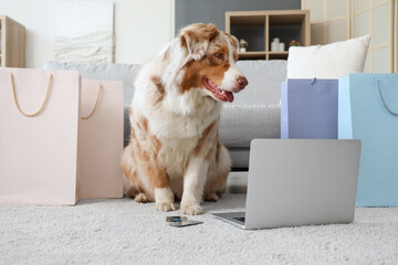 Adorable Australian Shepherd dog with shopping bags, credit cards and laptop sitting at home