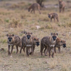 Fototapeta premium Pack of spotted hyenas walking across the african savanna wildlife animal photography safari adventure travel photo