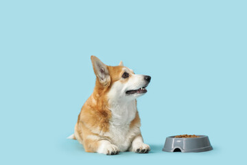 Cute Corgi dog with bowl of dry food lying on blue background