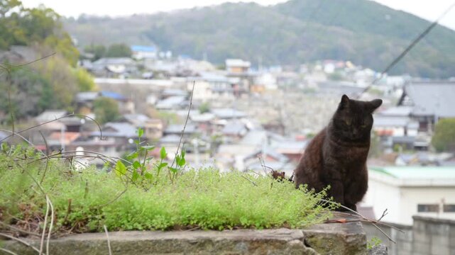 坂の町の黒猫（広島県尾道市, 2025年4月）