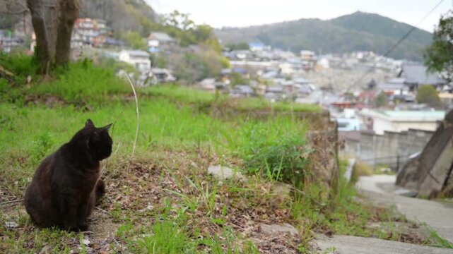 坂の町の黒猫（広島県尾道市, 2025年4月）