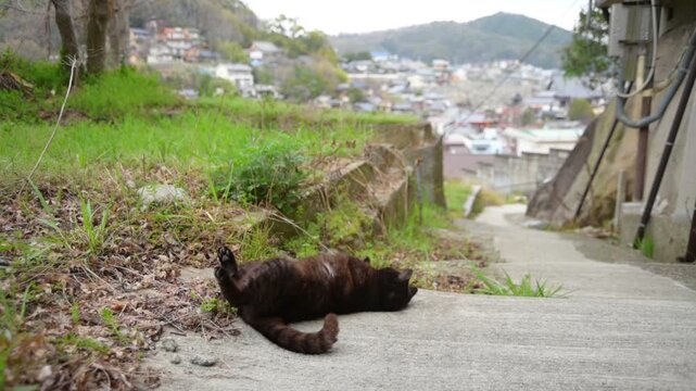 坂の町の黒猫（広島県尾道市, 2025年4月）