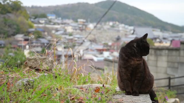 坂の町の黒猫（広島県尾道市, 2025年4月）