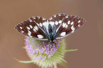 A marbled white butterfly on purple flower. Butterfly on pink flower with open wings. Summer in...