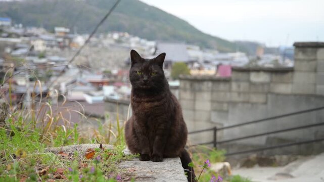 坂の町の黒猫（広島県尾道市, 2025年4月）