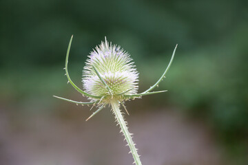 A wild teasel or fuller's teasel. Thistle in bloom. Copy space. Green natural background. Dipsacus fullonum.
