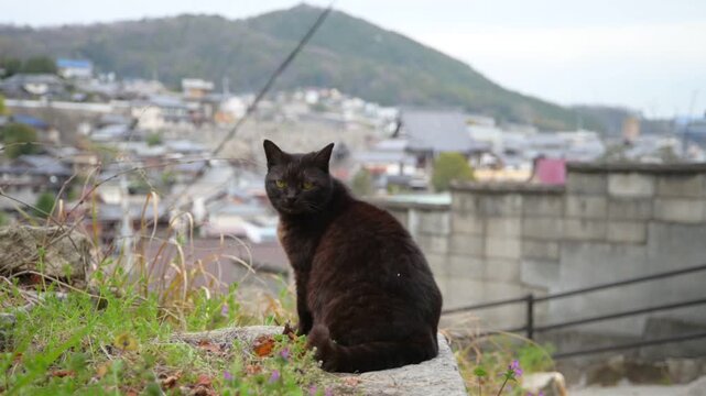 坂の町の黒猫（広島県尾道市, 2025年4月）