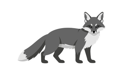 Fototapeta premium Elegant Grey Fox Illustration Standing with White Background, Simple and Minimalist Design Depiction Animal Illustration