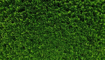 Lush green wall of vegetation displaying nature's intricate details densely packed