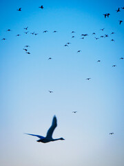 空を行き交う鳥達