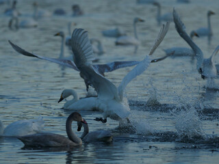 湖面を疾走する白鳥