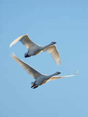 明け方の空を飛ぶ二羽の白鳥