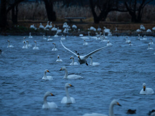 飛び立つ白鳥