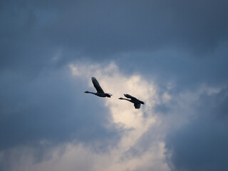 冬の空を飛ぶ白鳥