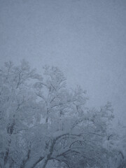 大雪の日の木々