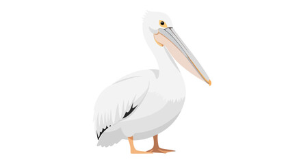 Obraz premium Majestic White Pelican Standing Tall Isolated on White Background Illustration