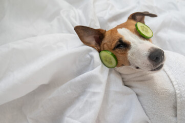 Jack Russell Terrier Wrapped in Towel with Cucumbers on Eyes. Dog Spa. 