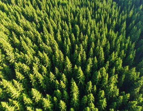 Dense forest canopy, aerial view