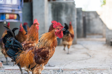 Group of roosters with red combs in an outdoor setting