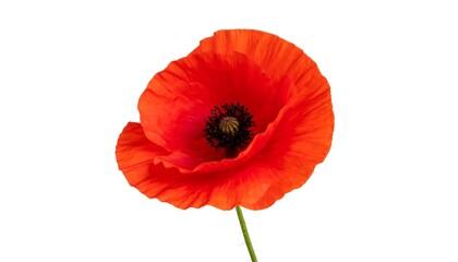 Obraz premium Striking red poppy flower isolated on white background for memorial day