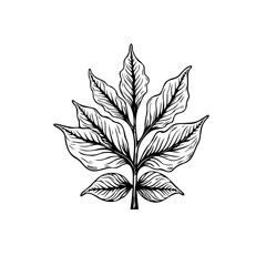 Hand drawn leaves illustration shows plant leaf and branch sketch in retro style artistic design for botanical element