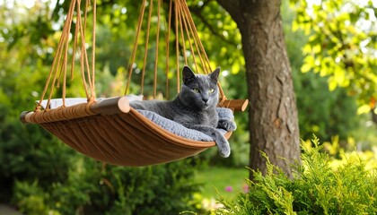Gray cat in a hanging hammock