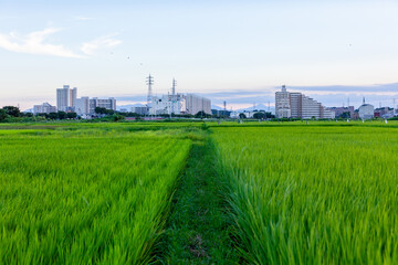 田んぼと遠くの都市
