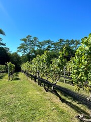 rows of grape vines at a local vineyard